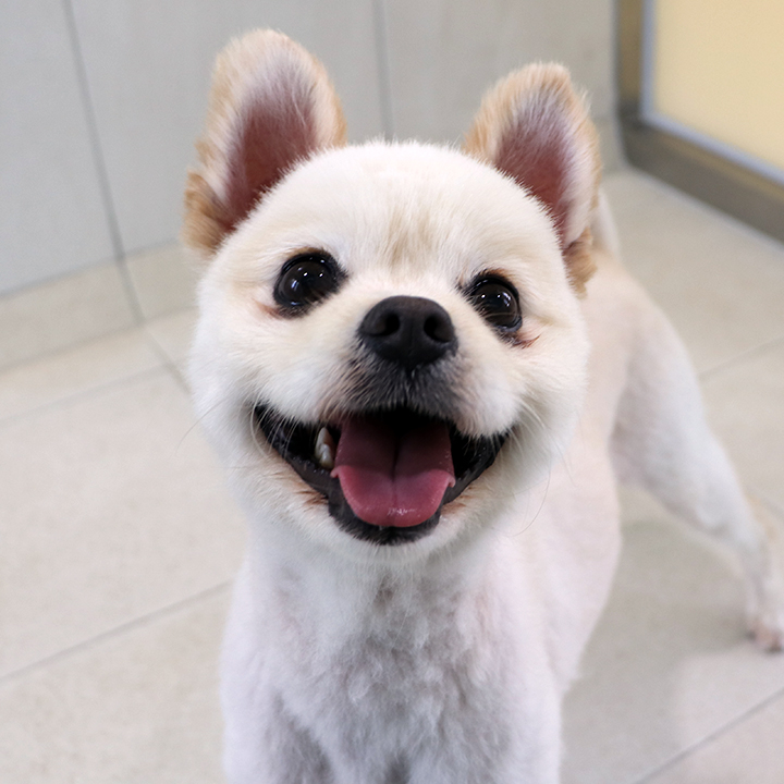 포맹이