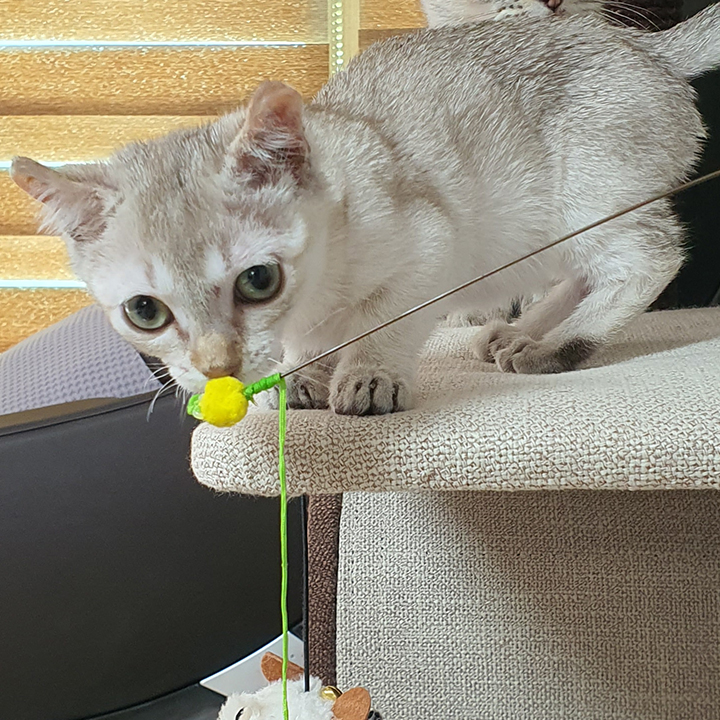 귀요미