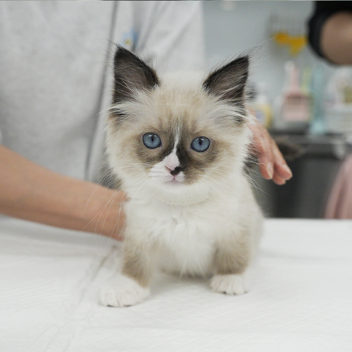 동삼이