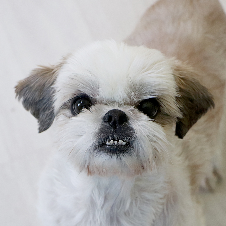 탱숙이 (영천-17)