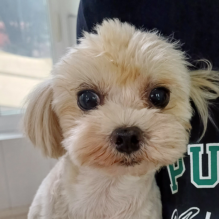 뚜솜이