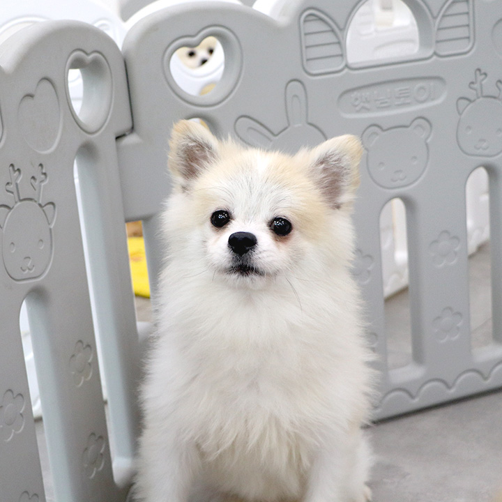 금송이 (곤지암-68)